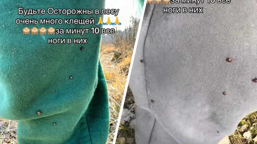 "Все ноги в них" - В Каменецком районе показали атаку клещей в марте. Или лосиной мухи?