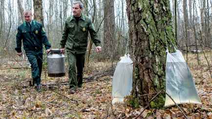 Берёзовый сок начали заготавливать лесхозы одной из областей Беларуси. За сколько продают?