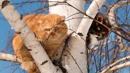 «Арктика еще напомнит о себе» — Синоптики пообещали белорусам потепление до +18°С из-за «Мануэлы». Но ненадолго?