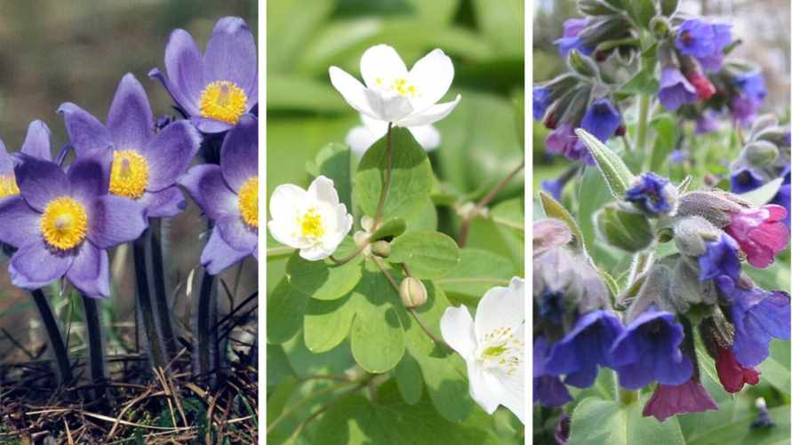 Штраф до 1260 рублей. Составили список первоцветов, за сбор которых белорусов могут наказать