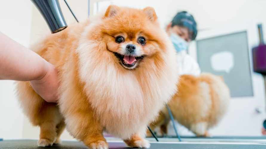 Почему собаки боятся фена, салютов и байкеров? Зоопсихолог из Гродно рассказал, что делать