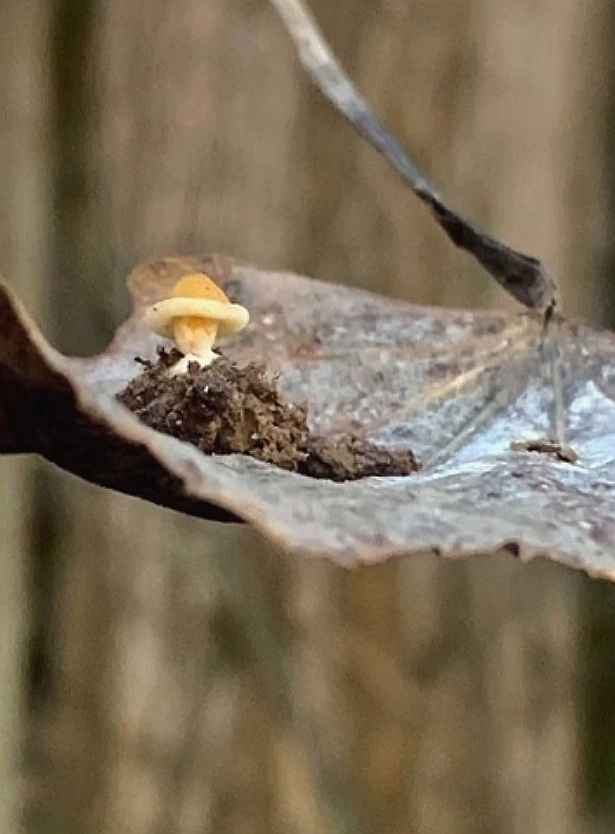 Так рано еще не находили! - В Беларуси заметили первые весенние грибы. Сколько осталось до открытия сезона?