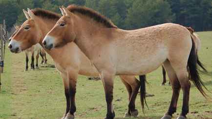 В Беларуси впервые за 11 лет обновили Красную книгу. Кто теперь под охраной?