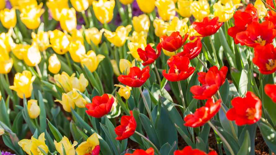 freepik.com/yingyang