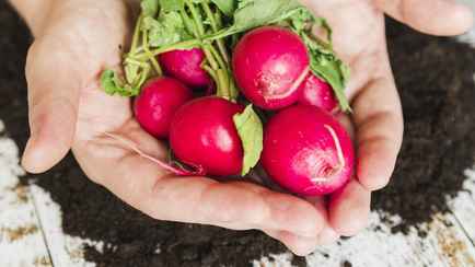 Как белорусам вырастить редис на подоконнике? Вот какие сорта для этого подходят