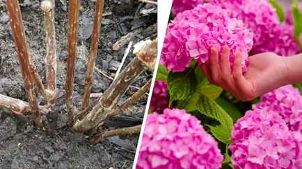 Подкормите гортензии после зимы этим — и они будут цвести красиво и пышно. Когда начинать?