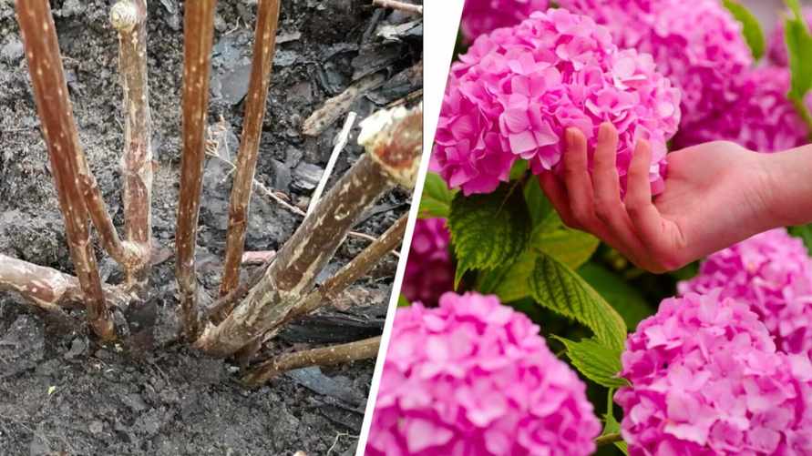 Подкормите гортензии после зимы этим - и они будут цвести красиво и пышно. Когда начинать?