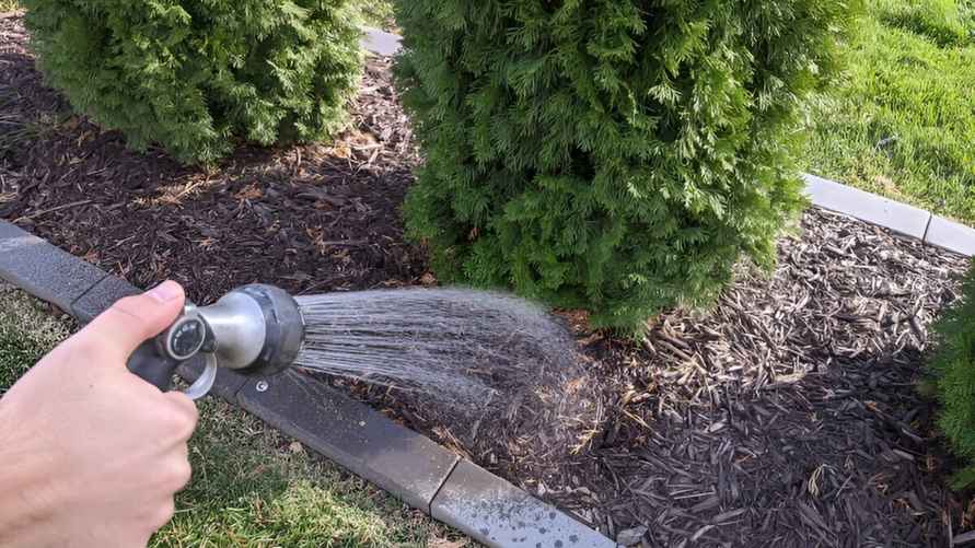 Фото: plantaddicts.com