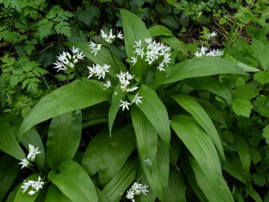 Лук медвежий, или черемша