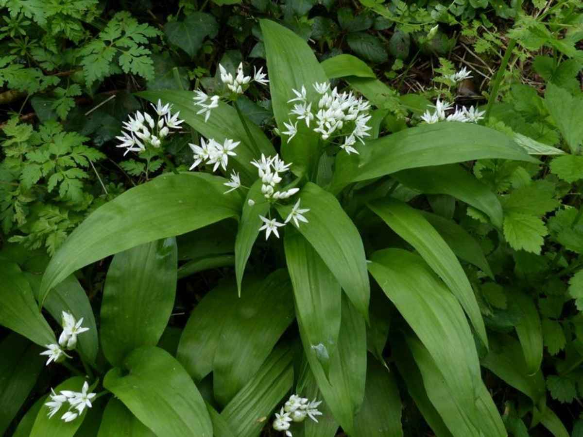 Лук медвежий, или черемша