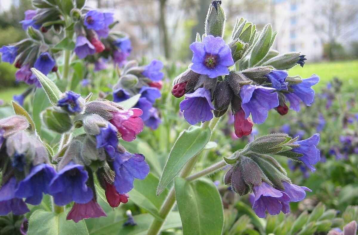 Медуница мягонькая