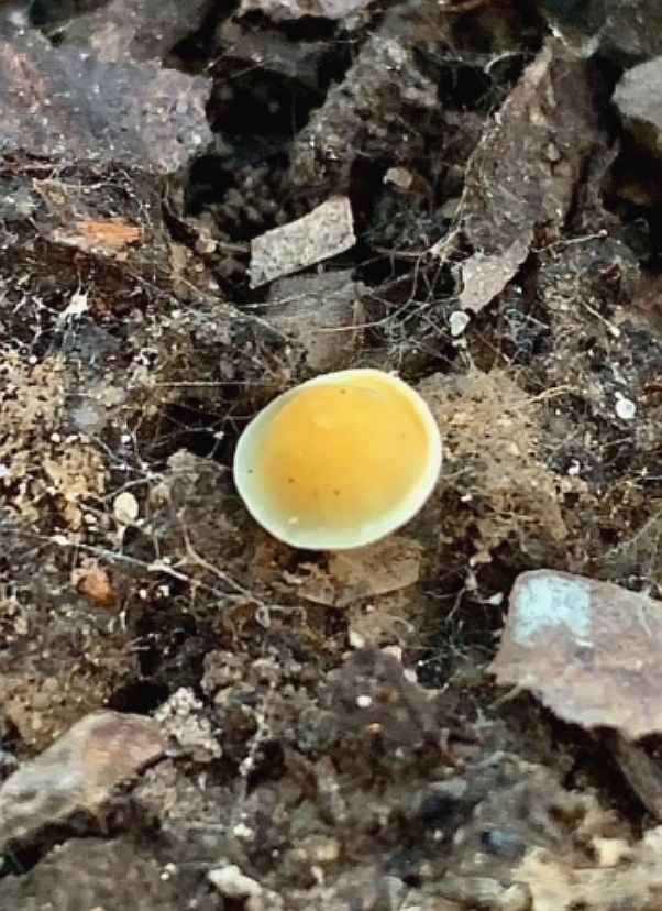 Фото первых примордий сморчковой шапочки, найденных в Беларуси. Фото: Telegram-канал 