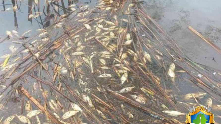 Минприроды Беларуси сообщило о массовой гибели рыбы в Огинском канале. Какую возможную причину озвучили?