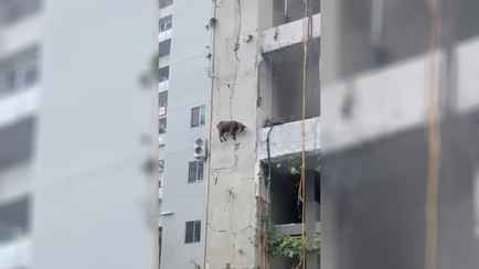 «За каждый атом держится» — Ходящая по стенам коза покорила миллионы пользователей TikTok