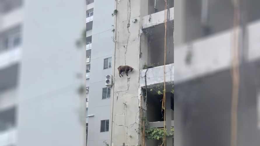 "За каждый атом держится" - Ходящая по стенам коза покорила миллионы пользователей TikTok