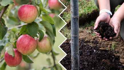 Чем подкормить яблони весной? Вот какие 8 удобрений сделают урожай обильнее