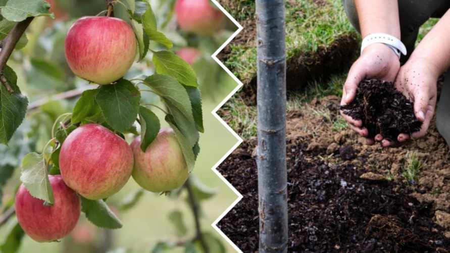 Чем подкормить яблони весной? Вот какие 8 удобрений сделают урожай обильнее