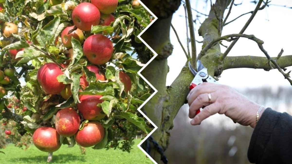 Удалите эти ветки — и урожай станет богаче. Как обрезать старую яблоню весной?
