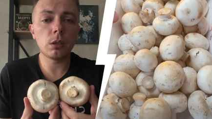«Серьезный канцероген» — Белорусский грибник рассказал, когда не стоит есть шампиньоны. А когда безопасны?
