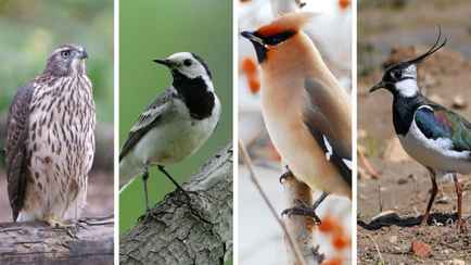 Эти белорусские названия птиц знают только самые эрудированные. Сможете определить по фото?