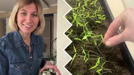 Что делать, если рассада вытянулась? Эко-огородник рассказала, как вернуть сеянцы в нормальный рост