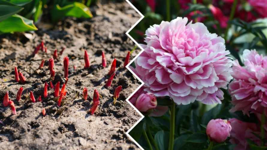 Эта домашняя подкормка заставит пионы ломиться от цветов. Вот сколько вносить с начала весны