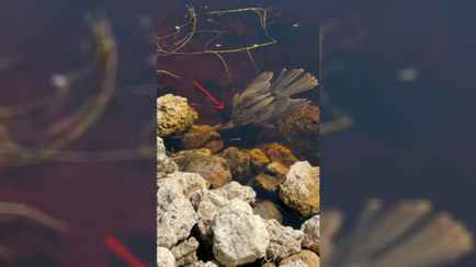 Это видео с «рыбогусем» собрало более 600 тыс просмотров в TikTok. Что за птица?