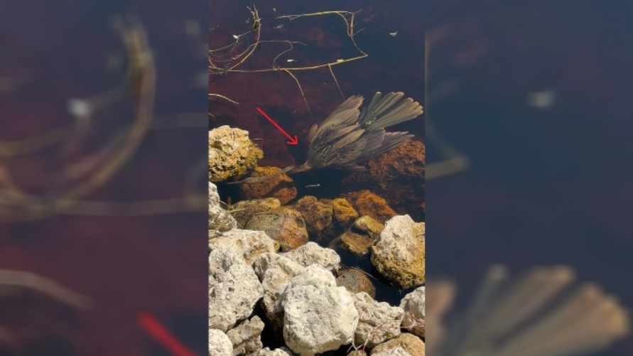 Это видео с "рыбогусем" собрало более 600 тыс просмотров в TikTok. Что за птица?