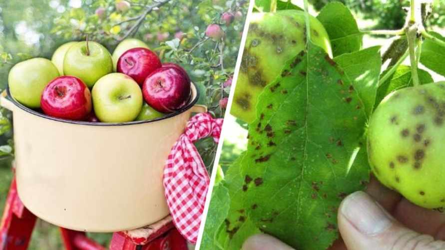 Эта болезнь может убить весь урожай яблонь и груш. Чем опрыскать весной, рассказали в Ботаническом саду Минска