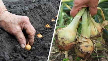 Как и когда сажать лук, чтобы вырос с кулак? Придерживайтесь «правила 10-15»