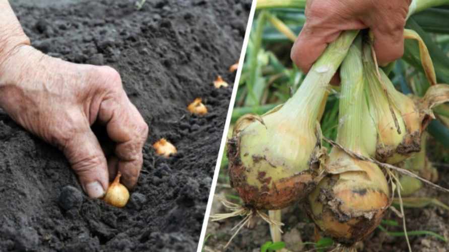 Как и когда сажать лук, чтобы вырос с кулак? Придерживайтесь «правила 10-15»