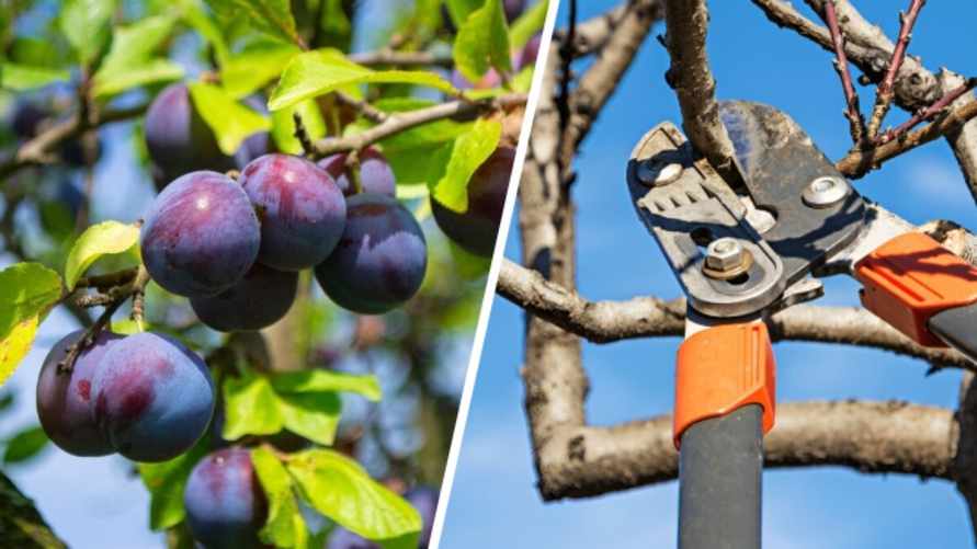 Как обрезать сливу весной? Такое прореживание ветвей улучшит качество плодов