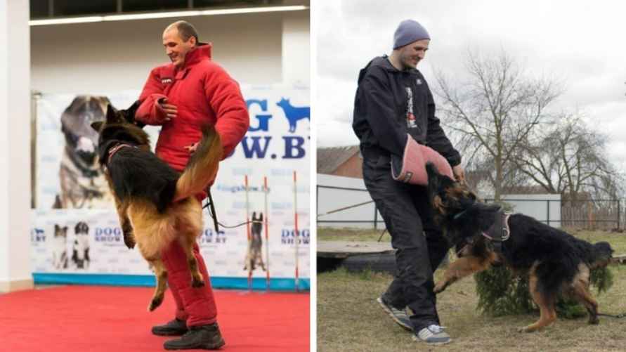 За годы работы с собаками Денис Буркевич собрал внушительный кинологический опыт и особенно гордится успехами в области коррекции зооагрессии. Фото: архив Дениса Буркевича