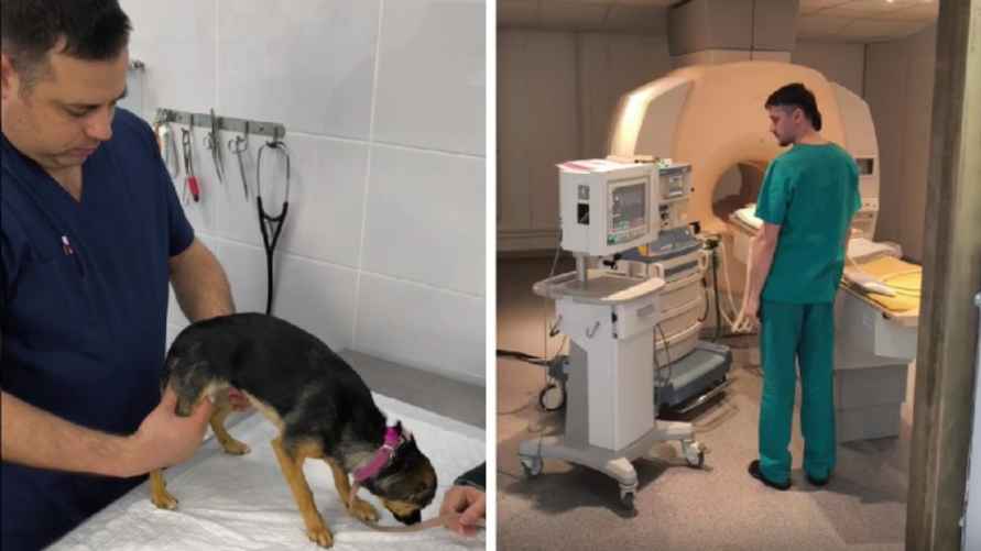 В месяц на медеуинскую помощь и обследования животных "Мечта" тратит около 1000 рублей. Фотоколлаж: Telegram-канал ne_kinolog8