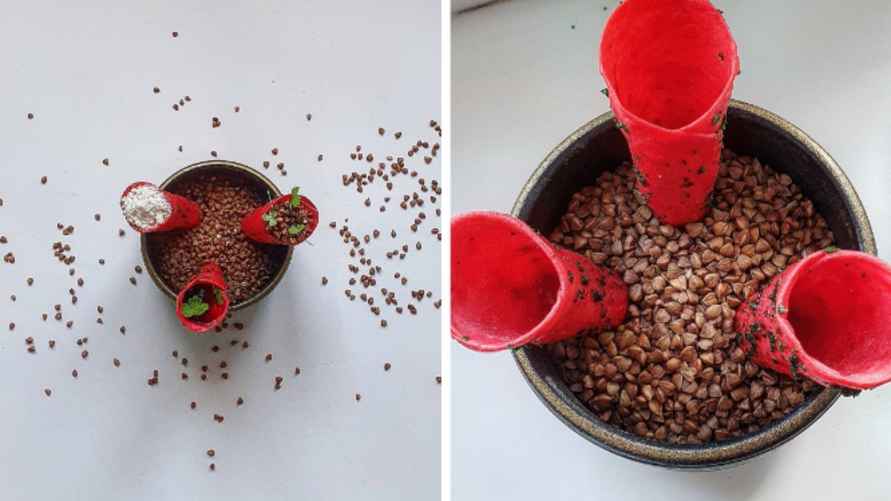 Конусы из ягодного жмыха, фото: Владислава Дорошко