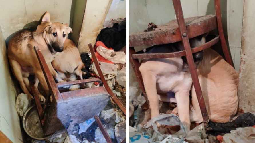 "Мечта" приютила 12 собак из "стихийника" в Ивье. Животным предстоит пройти длительную коррекционную работу, прежде чем им можно будет найти хозяев. Фотоколлаж: Telegram-канал ne_kinolog8