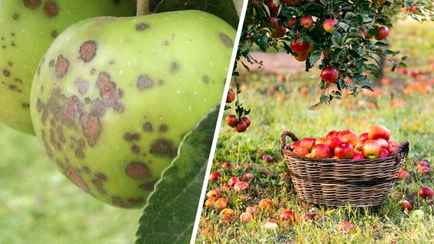 Почему у яблок появляются пятна и горький привкус? Как не допустить этого уже сейчас, объяснили в Ботаническом саду Минска