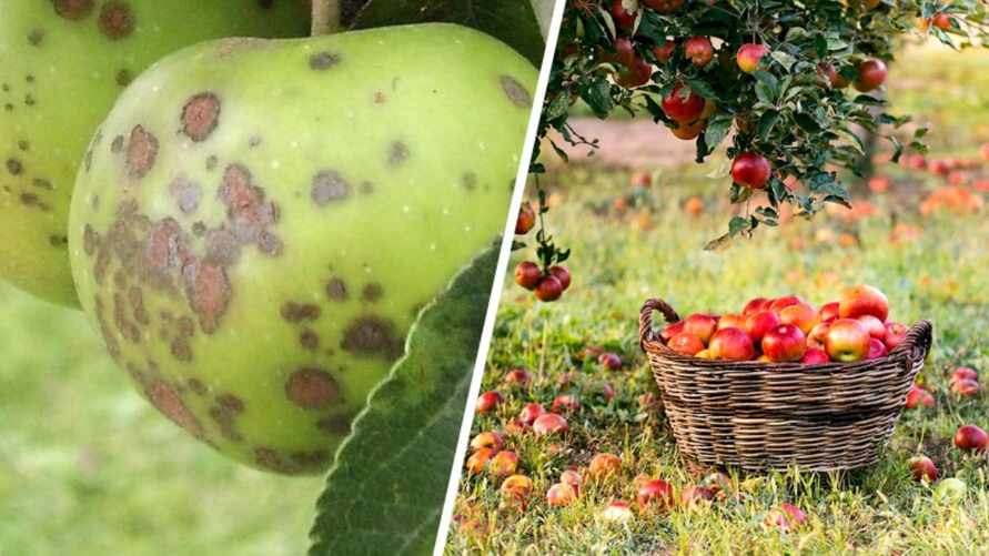 Почему у яблок появляются пятна и горький привкус? Как не допустить этого уже сейчас, объяснили в Ботаническом саду Минска