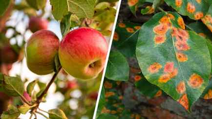 «Желательно, чтобы соседи тоже» — Ученый Ботанического сада Минска рассказал, как спасти деревья от ржавчины