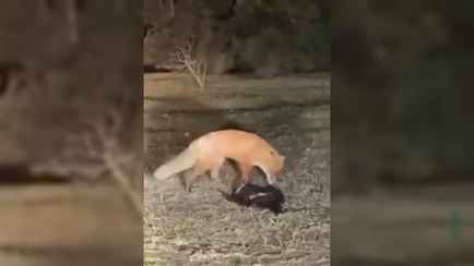 «На глазах у всех растерзала кота» — Жители Гродно пожаловались на «нашествие» лис