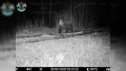 В нацпарке «Припятский» учёные вновь обнаружили это животное. Его там не видели с 1981 по 2023 год