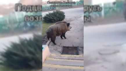 «Он только спросить» — На Витебщине в сельскую больницу пришёл дикий кабан