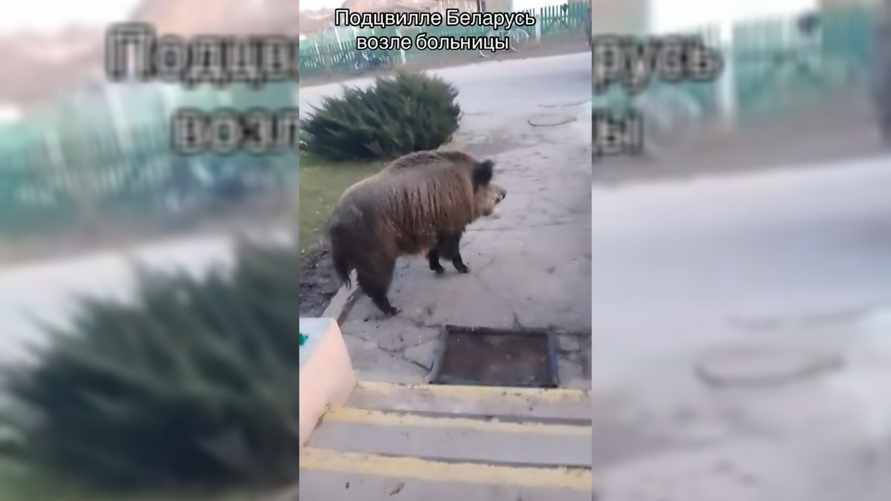 «Он только спросить» — На Витебщине в сельскую больницу пришёл дикий кабан