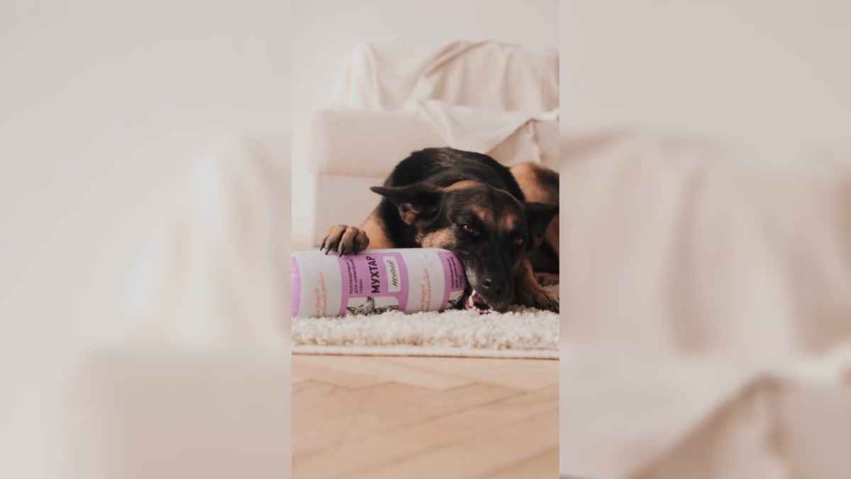 Волковысский мясокомбинат выпустил колбасу для собак. С какими вкусами?