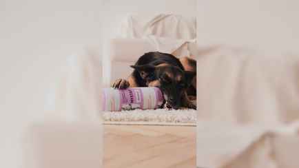 Волковысский мясокомбинат выпустил колбасу для собак. С какими вкусами?