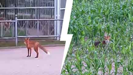 «Очень хитрые» — В Гродненском лесхозе объяснили, почему лисы стали чаще заходить в город. Как распознать бешеную?