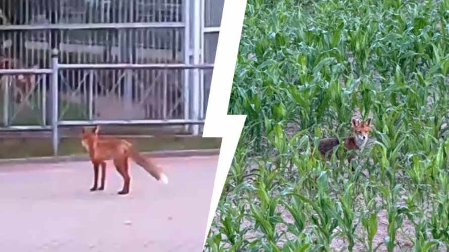 "Очень хитрые" — В Гродненском лесхозе объяснили, почему лисы стали чаще заходить в город. Как распознать бешеную?