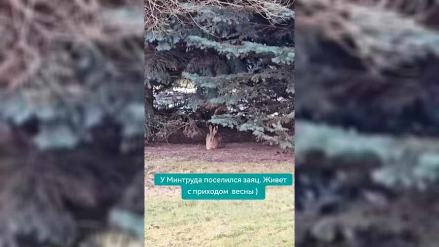 "Если только в тунеядцы запишут" - В Минске у здания Минтруда заметили милое дикое животное