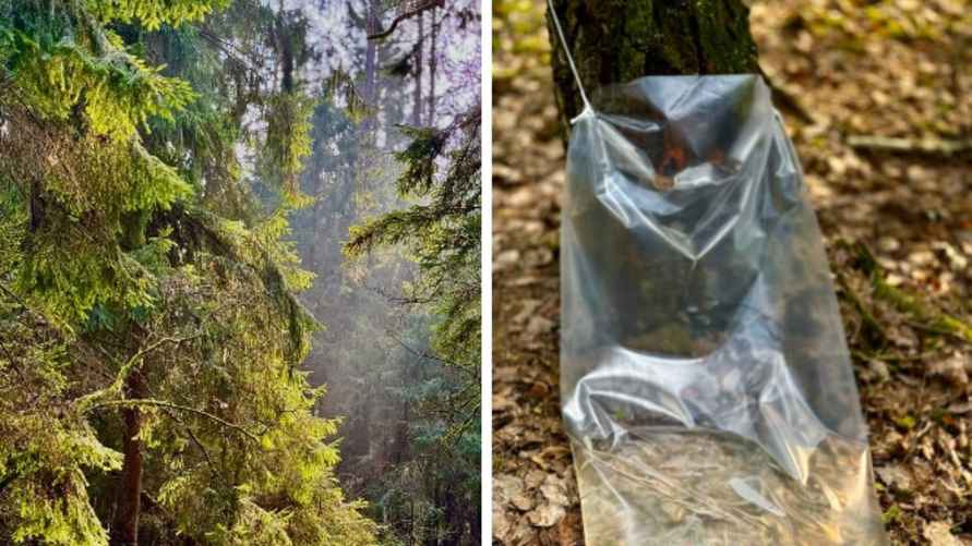 Фото Гродненского лесхоза