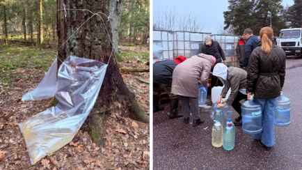 Погода сдвинула добычу березового сока в Беларуси? Узнали в лесхозе, сколько еще продлится сезон